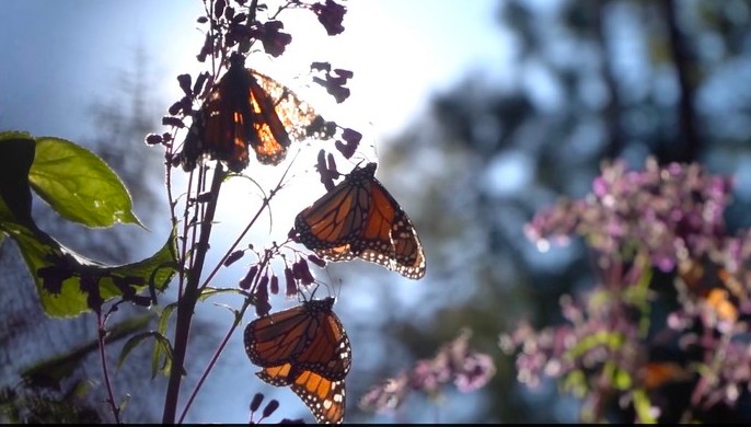 Video poster for featured student work